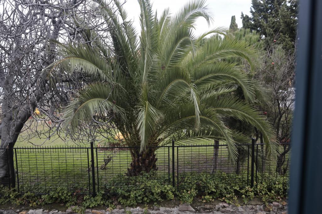 Standart Oda, Şehir Manzaralı