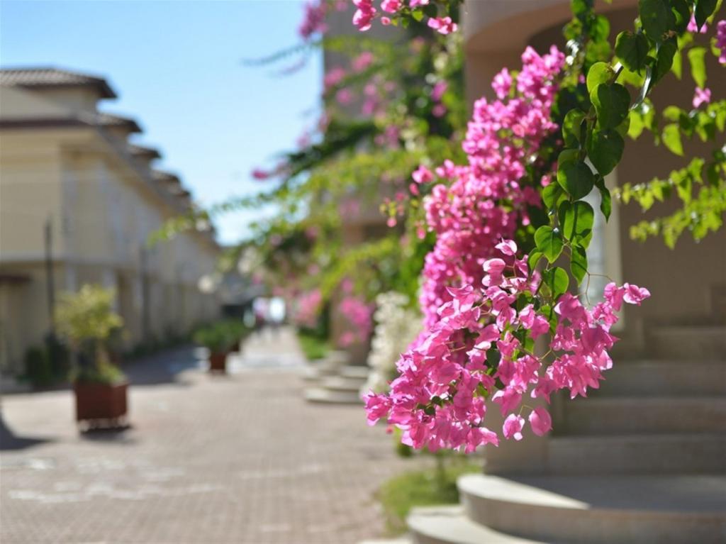 Sunset Beach Club Lebrentals One Bedroom Apart