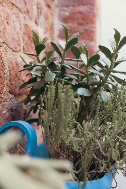 Standart Oda,Avlu Manzaralı,Havuzsuz