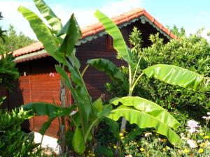 Bungalow, Bahçe Manzaralı, Balkonlu