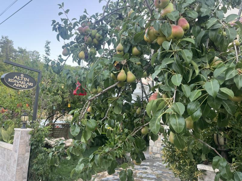 Altın Konakları - 3