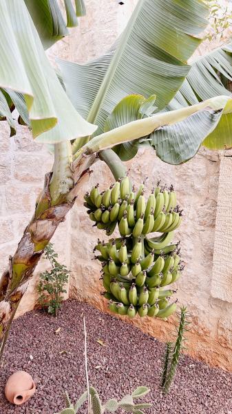 Luvi Kaş Otel -Adults Only (+16) - 5