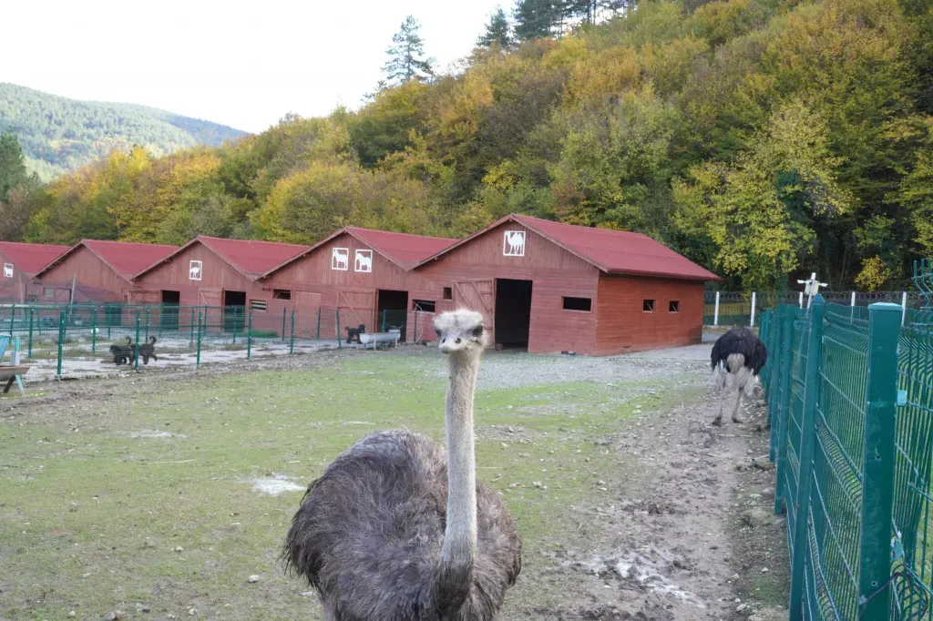 Akman Orman Çiftliği — 3