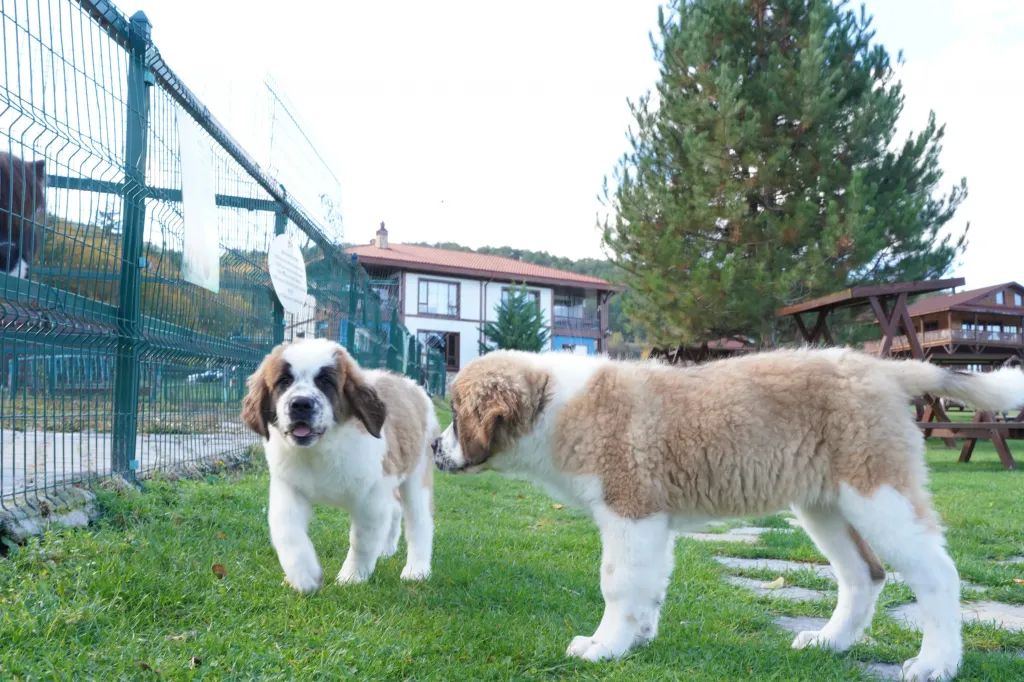 Akman Orman Çiftliği — 5