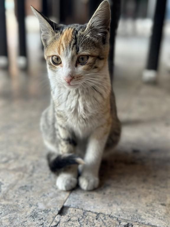 Ayşe Hanım Konağı Amasya — 9