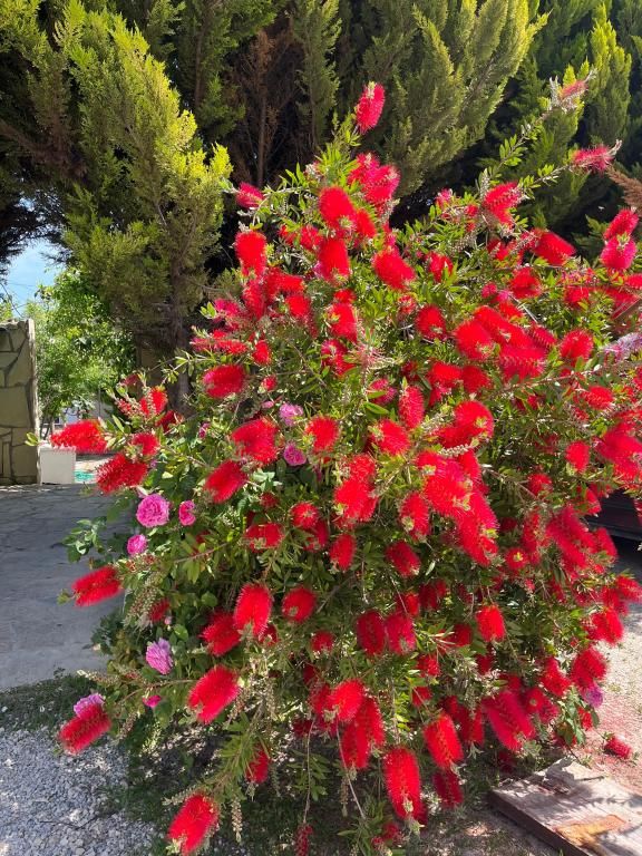 Can Otel Urla — 4