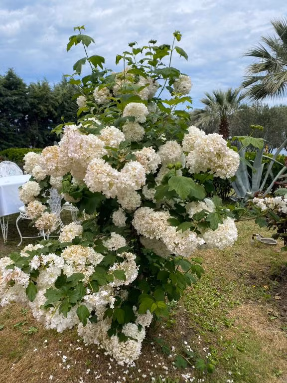 Cunda Aşiyan Otel — 4