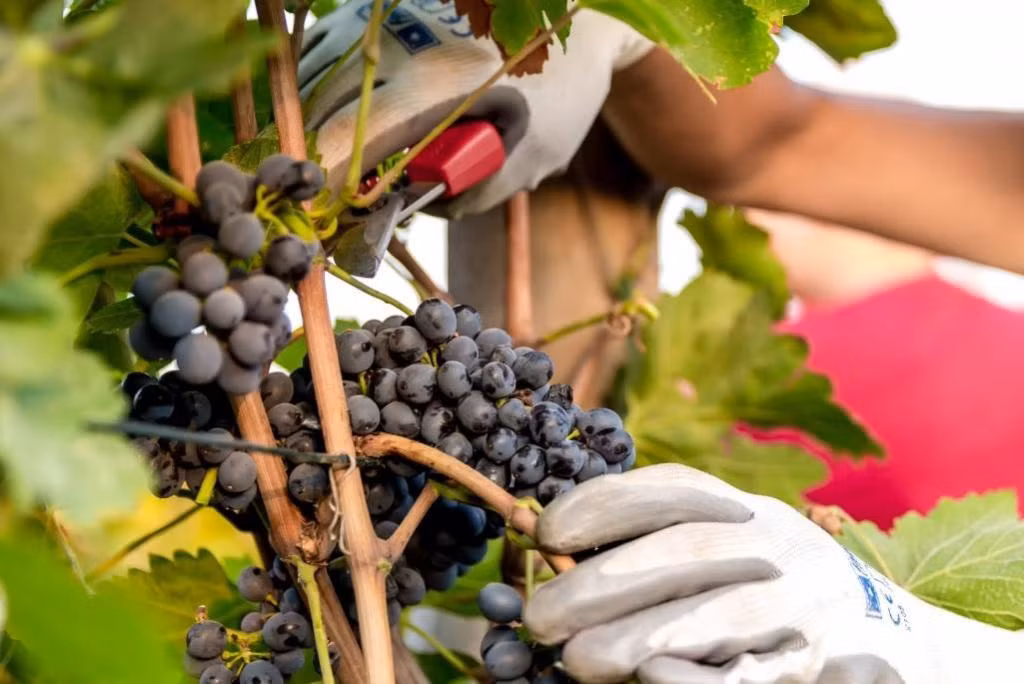 Datça Vineyard Guesthouse (+14 Adult Only) — 6