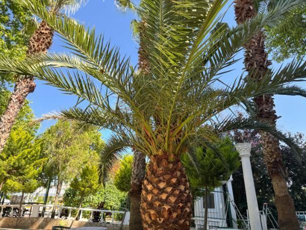Erdek Talia Beach Otel — 7