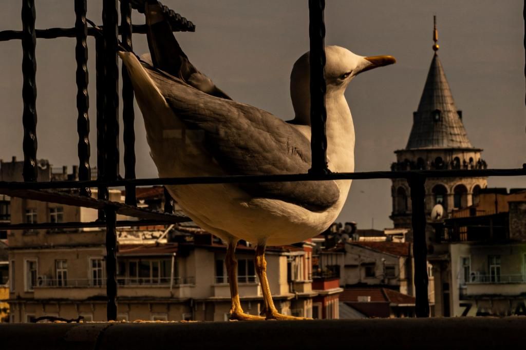 Galata M84 — 6