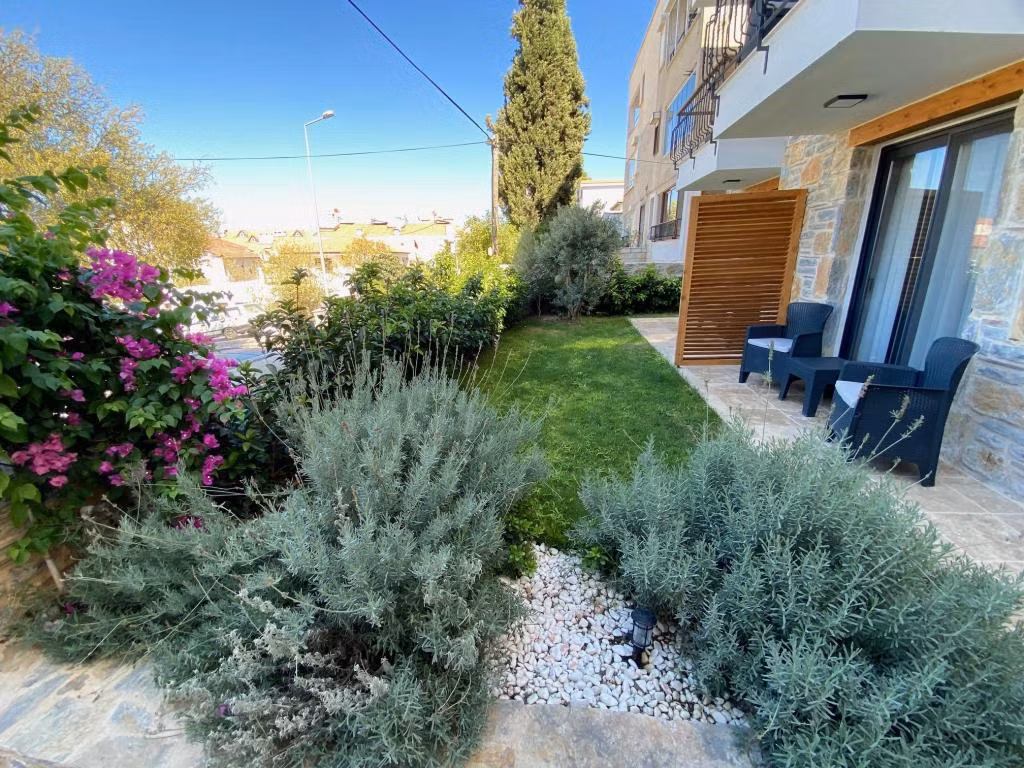 Datça Olives Tree — 5
