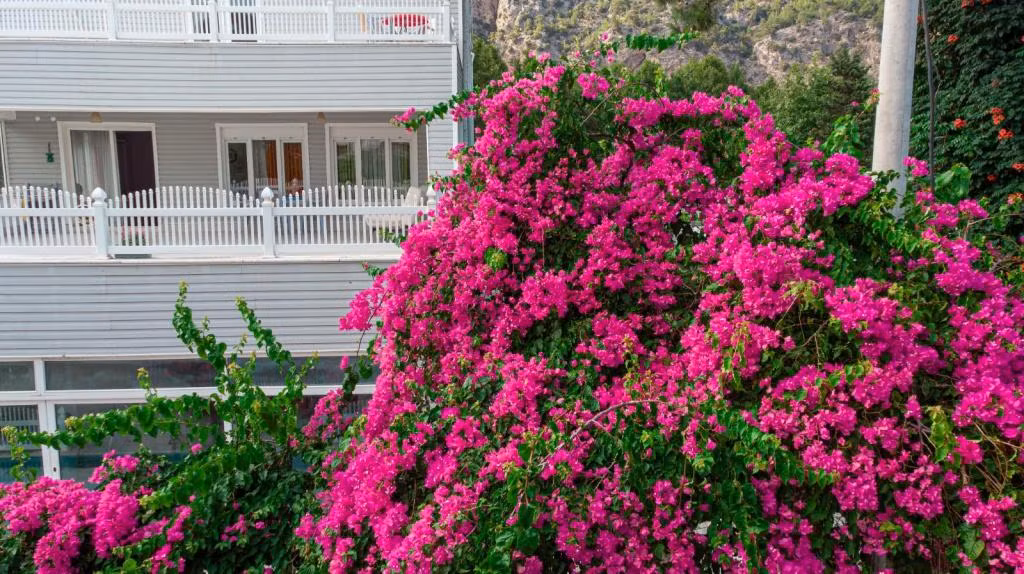 Olya Boutique Hotel — 2