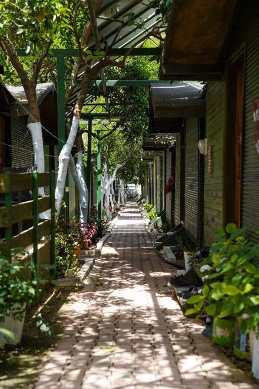 Olympos Zeytin — 5