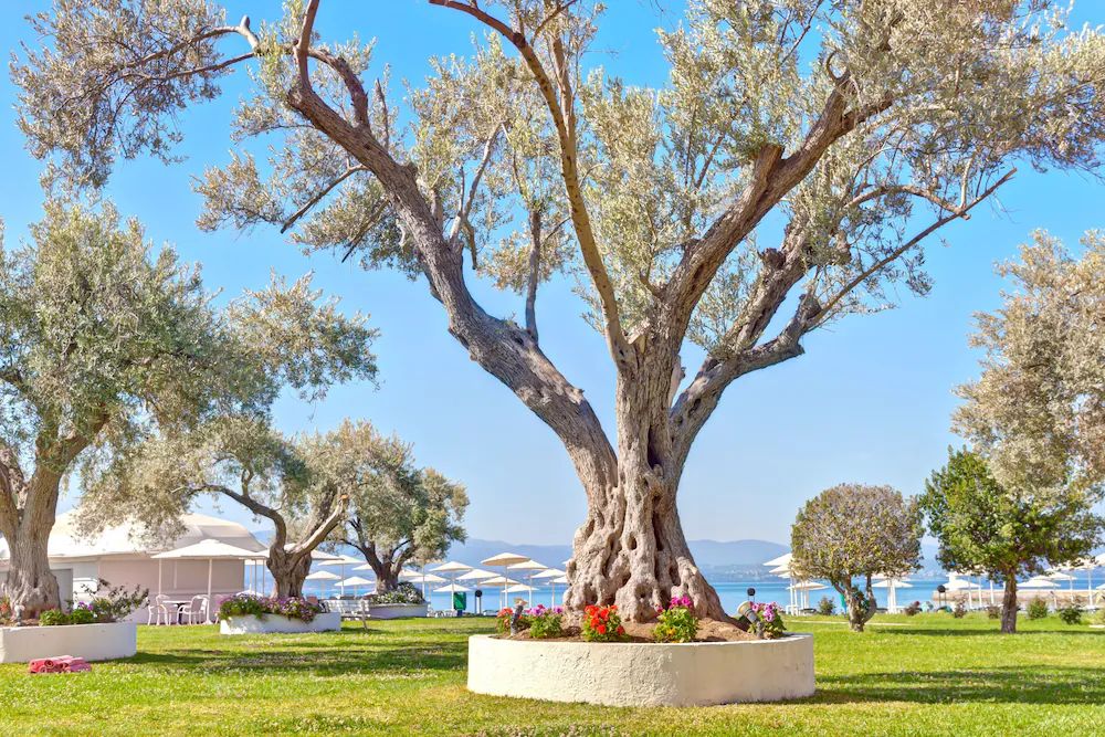 Palmariva Beach Hotel — 9