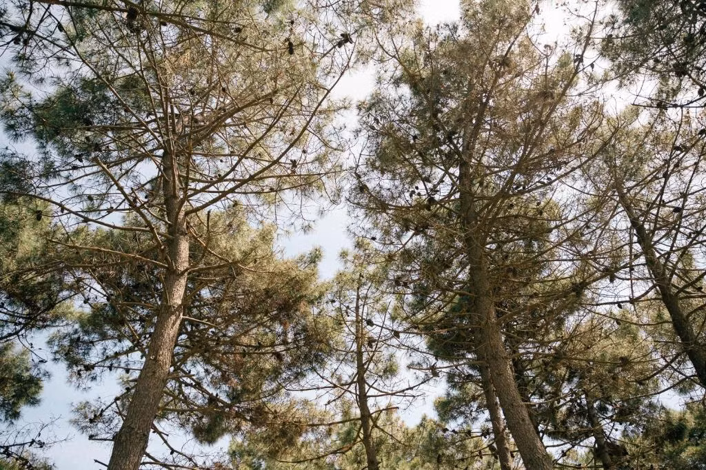Safari Beach & Camping — 9