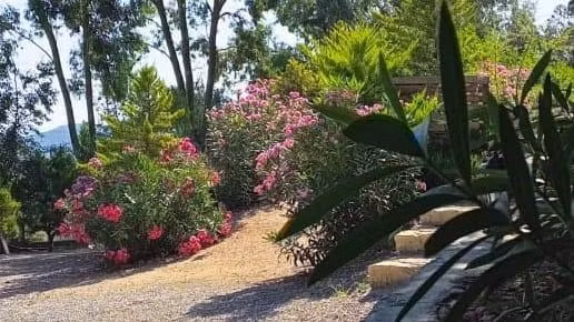 Sole Foça — 10