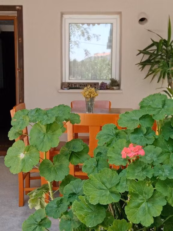 Zeytin Suit Bozcaada — 6