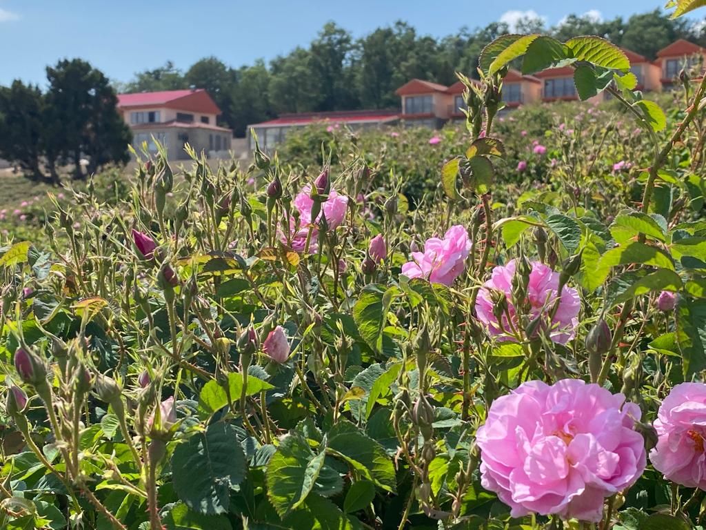 La Vie En Rose Otel — 7