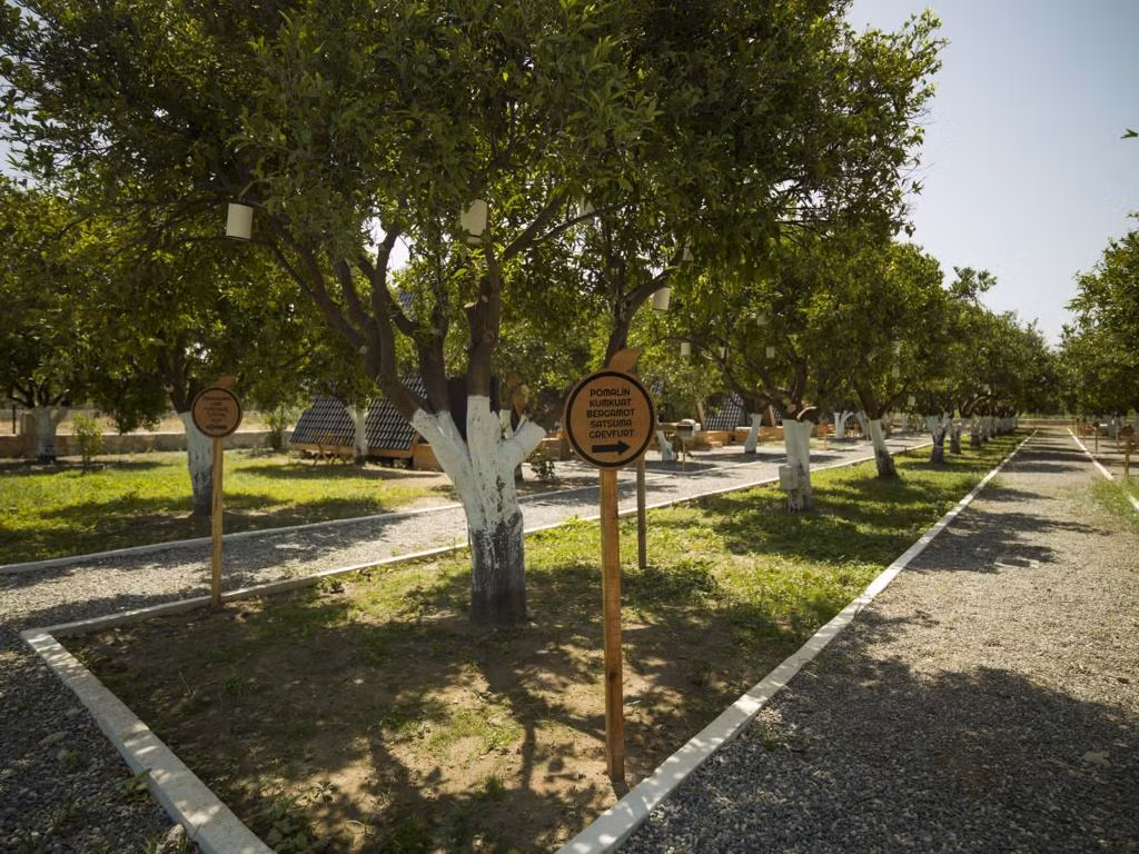 Limon Datça — 6