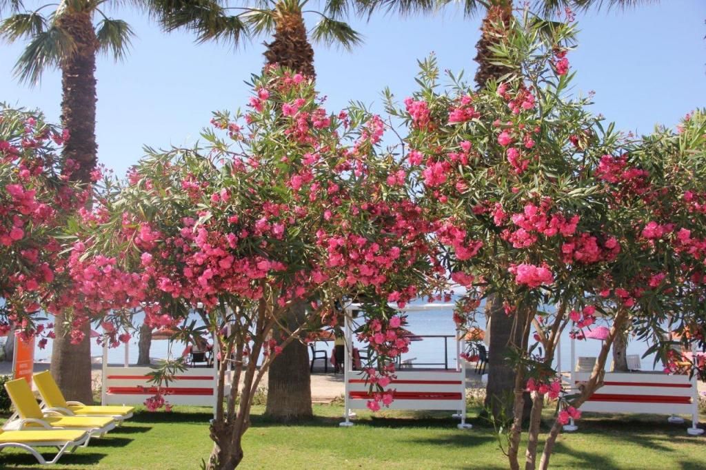 Yılmaz Hotel Ortakent — 5