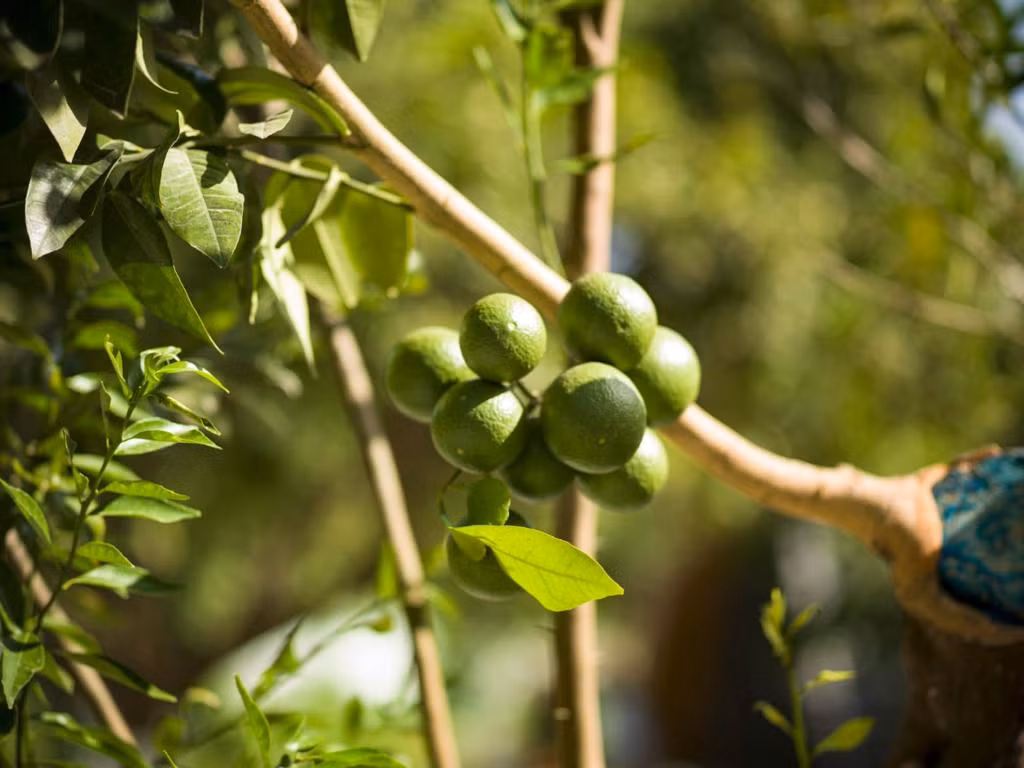 Limon Datça — 5