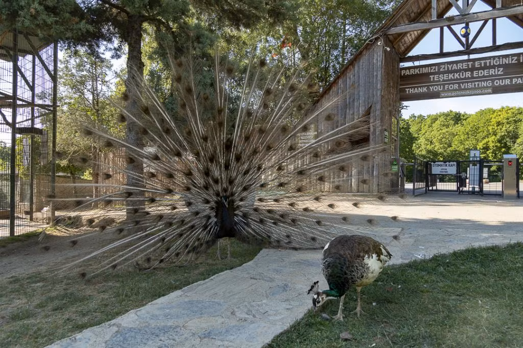 Polonezköy Country Club — 5