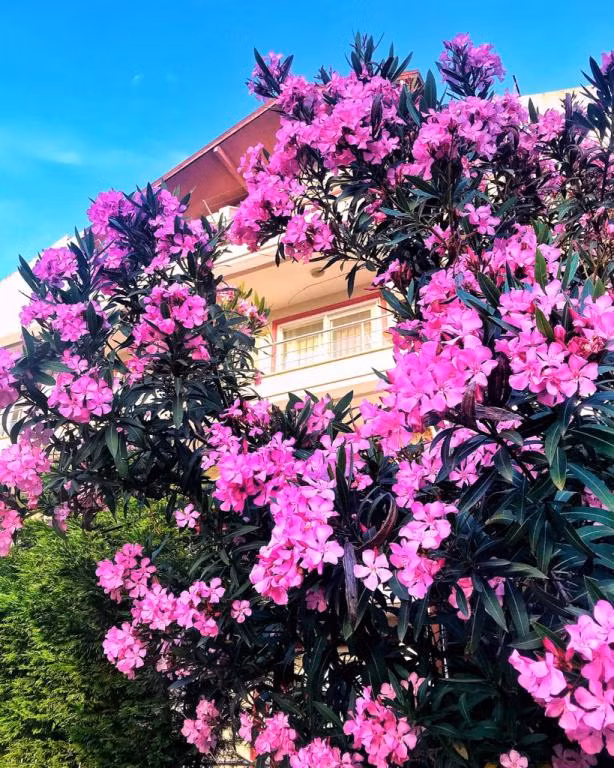 Bedia Otel — 5
