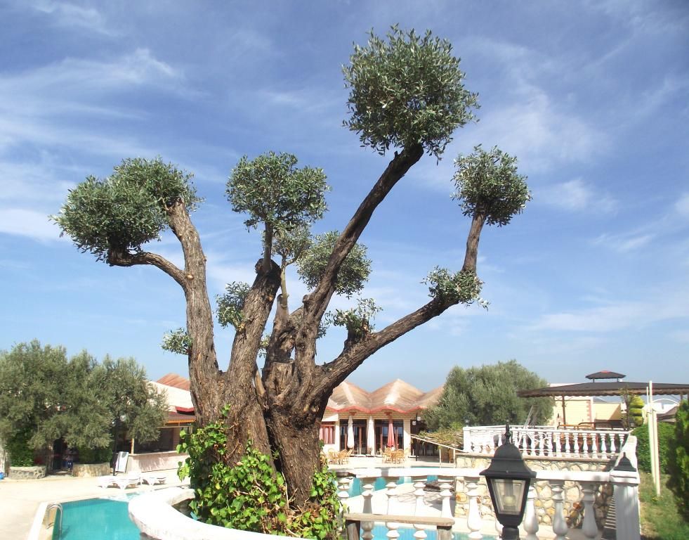 Alize Tatil Köyü — 2
