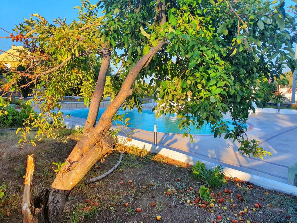 Dilek Ağacı Butik Otel - Karaburun — 5