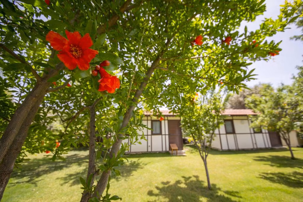 Bal Badem Bungalov — 4