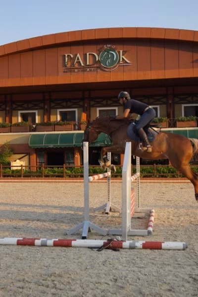 Padok Premium Hotel & Stables — 5