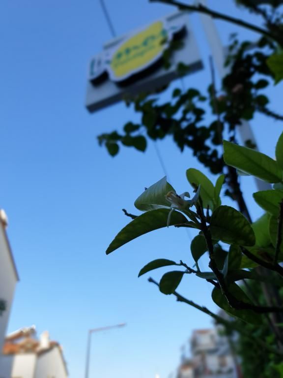 Limon Pansiyon Kaş — 9