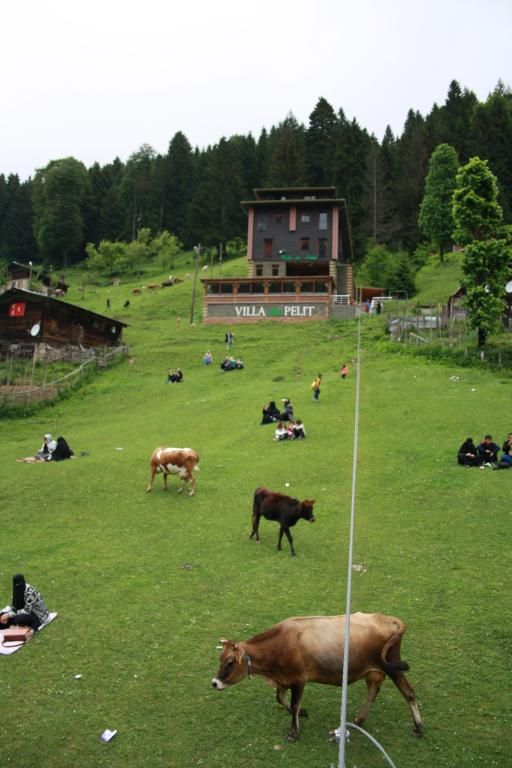 Ayder Villa de Pelit Hotel — 3
