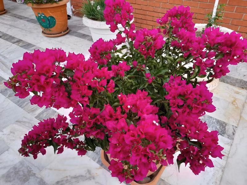 Akdeniz Pansiyon — 6