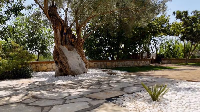 Casa Del Olivia Seferihisar