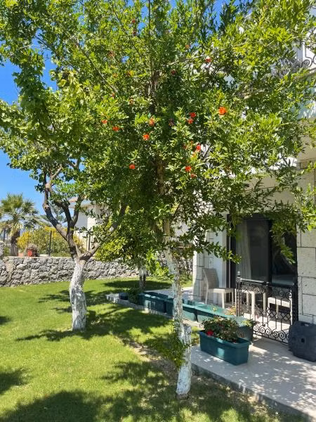 Dalyan Risus Suite  - 2