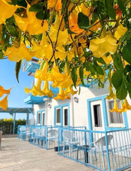 Enjoy Pansiyon