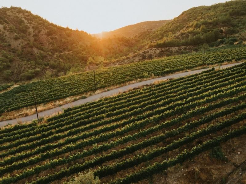 Gillham Vineyard Hotel — 2