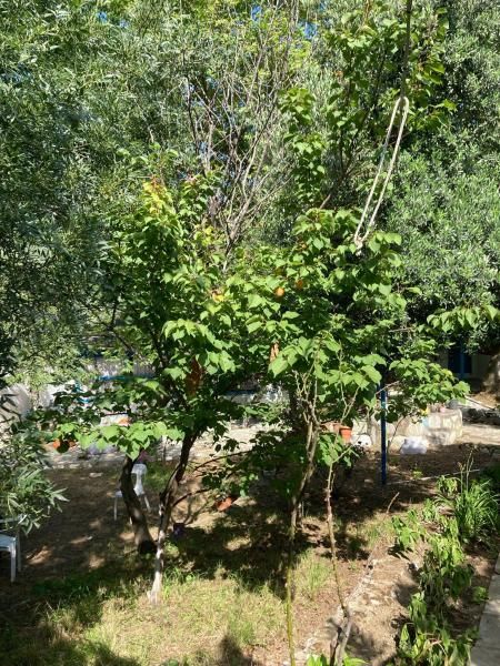 Kalemi Pansiyon — 2