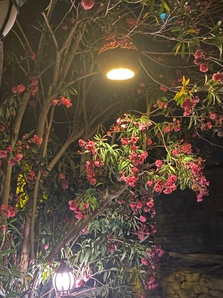 Medusa House Didim - 2