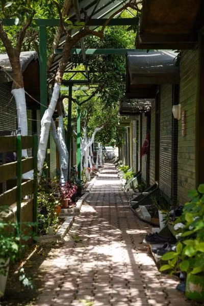 Olympos Zeytin - 3