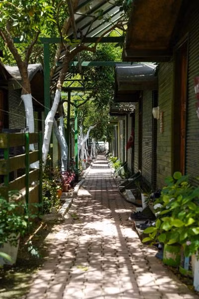 Olympos Zeytin - 4