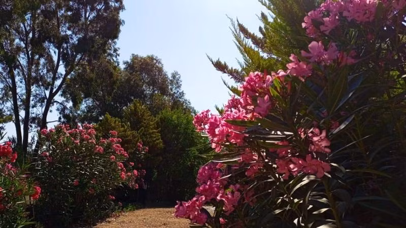 Sole Foça - 3
