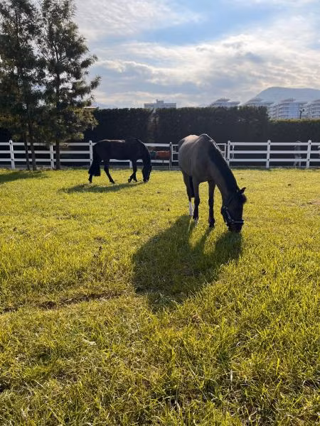 B Equine Range Hotel Narlıdere — 6