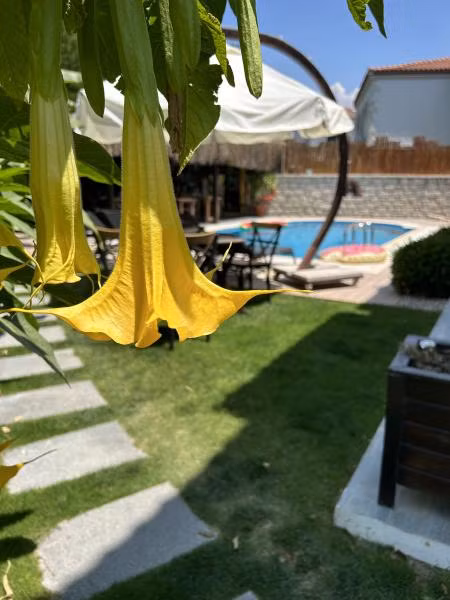Pupa Alaçatı - 1