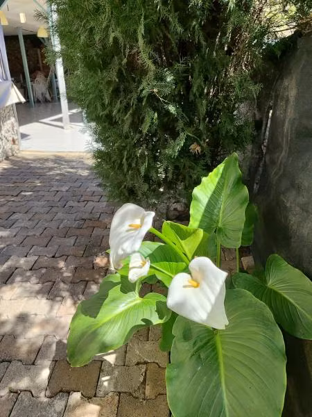Oda Resmi