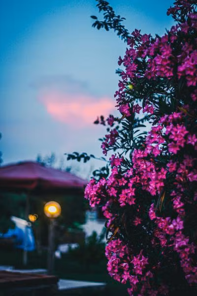 Güleda Bağevi - 2