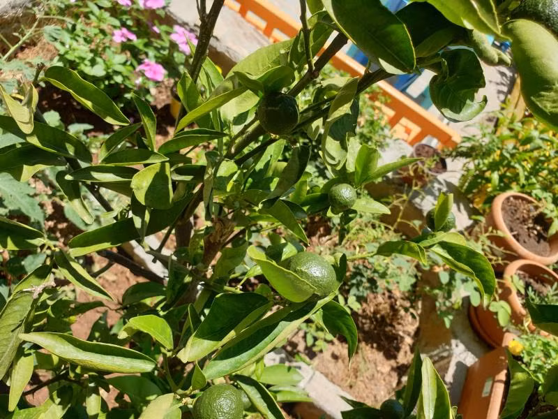 Limon Pansiyon Kaş - 1